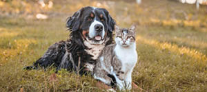 Prendre soin de son animal au printemps